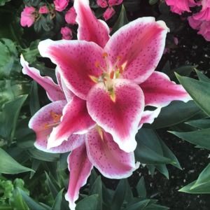 Meet your Posher, Bella